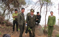 Truy trách nhiệm kiểm lâm viên vụ phá rừng ở Sơn Trà