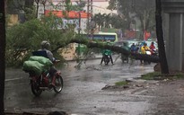 TP HCM: Mưa không lớn nhưng 3 cây đã ngã
