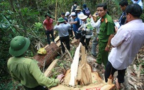 Thủ tướng yêu cầu Bộ Công an điều tra vụ phá rừng pơ mu