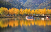 Cây ngân hạnh "nhuộm vàng" mùa thu Hàn Quốc