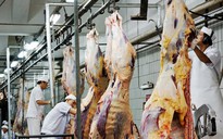 Lo Úc cấm xuất khẩu bò sang Việt Nam