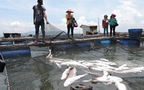 Tìm cách hỗ trợ người dân nuôi cá bị chết ở Vũng Tàu