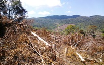 Khởi tố đối tượng thuê người đốn hạ hàng chục ha rừng