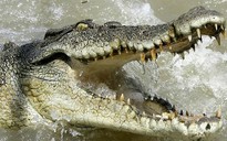 Thoát chết ngoạn mục khỏi hàm cá sấu