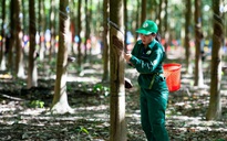 213 công nhân dự thi Bàn tay vàng ngành cao su