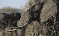Túng tiền, Zimbabwe bán 35 con voi cho Trung Quốc