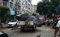 Trung Quốc: Bị bắt vì chở cá mập voi quý hiếm bán cho nhà hàng