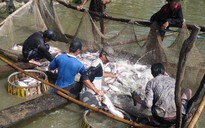 Tôm và cá tra tăng giá, nông dân không còn để bán