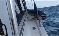 Mắc kẹt trên boong tàu, cá mập vùng vẫy thoát thân
