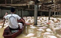 Xót xa nhìn gần 4.000 con lợn chết nổi trắng trong mưa lũ