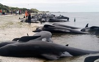 New Zealand: Hàng trăm cá voi gục chết ở "tử địa"