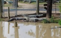 Mỹ: Mối lo 350 cá sấu sổng chuồng vì bão Harvey