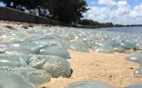 Hàng ngàn con sứa "đổi màu" bờ biển Úc