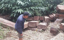 Khởi tố vụ gỗ vứt đầy đường biên ở Kon Tum