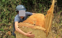 Vụ phá rừng ở Quảng Trị: Lập đoàn kiểm tra liên ngành