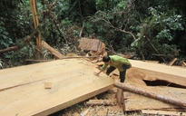 Phát hiện vụ phá rừng nghiêm trọng ở biên giới, thu 130 m3 gỗ sa mu