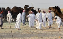 Qatar: Hàng trăm lạc đà chết vì khủng hoảng với Ả Rập Saudi