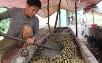 Kéo nhau đi thu mua cau non bán cho thương lái Trung Quốc