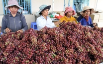 Nho Ninh Thuận - “Thương hiệu nông nghiệp nổi tiếng Việt Nam”