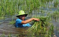 Lũ lên quá nhanh, lúa mất trắng