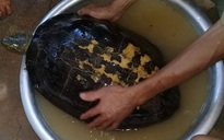 Đổ xô tới xem rùa "lạ" nặng 16 kg có vân vàng hình giống chữ nho