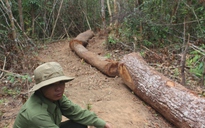 Cán bộ quản lý rừng dựng chuyện bị cướp gỗ