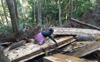 Ba đoàn kiểm tra việc phá rừng, chủ tịch huyện vẫn chưa tin