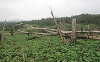 Hàng trăm cán bộ tham gia cấp đất rừng trái quy định