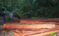 Cận cảnh công trường khai thác gỗ lậu khủng ở Đắk Lắk