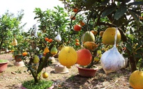 Lão nông thu lãi nửa tỉ đồng mỗi năm nhờ cây ghép 10 loại quả