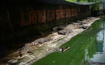 Hàng vạn con cá sấu đói lả ‘chờ chết’