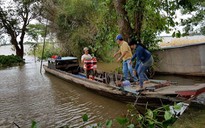 Sướng gì bằng ăn cá linh ngay đồng nước nổi