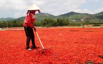 Giá ớt lao dốc, bán 1kg không mua nổi gói mì tôm