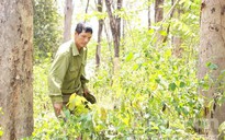 Khu rừng được bảo vệ nghiêm ngặt ở Gia Lai