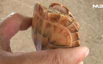 Người dân bắt được rùa vàng lạ ở Tân An