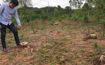Tìm ra thủ phạm chặt rừng thông đặc dụng tại Huế