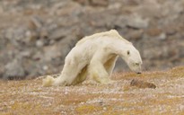 Gấu Bắc Cực đói trơ xương