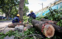 TP HCM LÃNG PHÍ CẢ NGÀN MÉT KHỐI GỖ CÔNG: UBND TP HCM chỉ đạo Sở GTVT kiểm tra