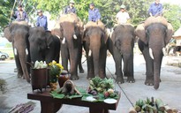 Độc đáo lễ cúng sức khỏe cho voi