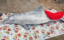 Đầu năm, cá voi và cá heo chết cùng trôi dạt vào biển Cửa Hiền