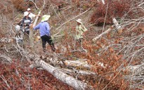 Cảnh cáo trưởng công an huyện dính líu phá rừng