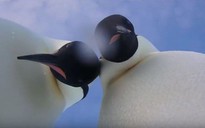 CLIP Chim cánh cụt nhặt được máy ảnh, chụp hình "tự sướng"