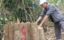 Quảng Nam: Khởi tố vụ phá rừng phòng hộ sông Kôn