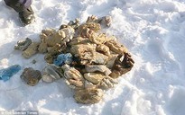 Nga: 54 bàn tay người bị chặt đứt lìa gần biên giới Trung Quốc