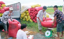 “Cò" mua lúa ma mãnh lừa đảo tiểu thương