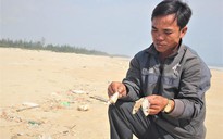 Quảng Trị: Cá chết dạt vào bờ cả cây số