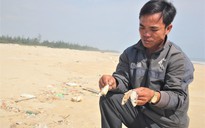 Cá chết dạt vào bờ biển Quảng Trị là do khai thác nổ mìn