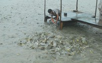 Ồ ạt thả nuôi cá tra ở ĐBSCL