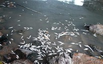 Quảng Ngãi: Cá chết nổi "trắng" sông