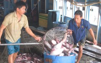 Gỡ vướng cho xuất khẩu cá tra sang Campuchia